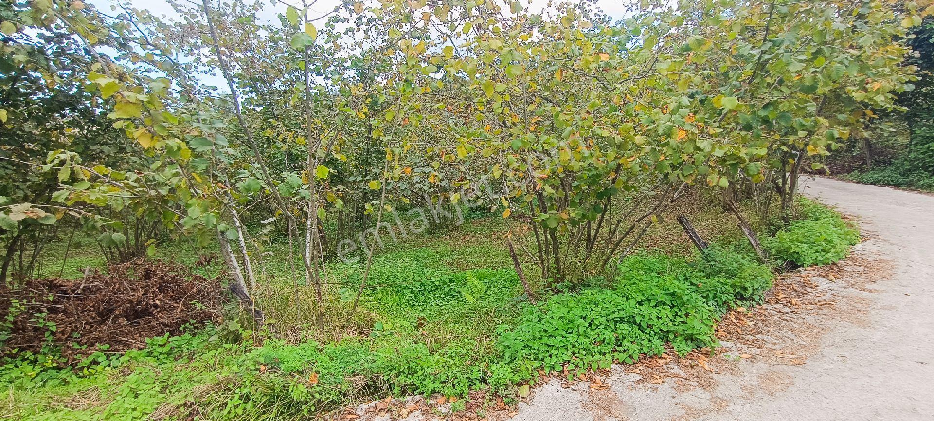 Trabzon,ortahisar,karakaya'da Satılık Tek Tapu 3 Dönüm Arazi(açıklamayı Okuyunuz) - Görsel 6