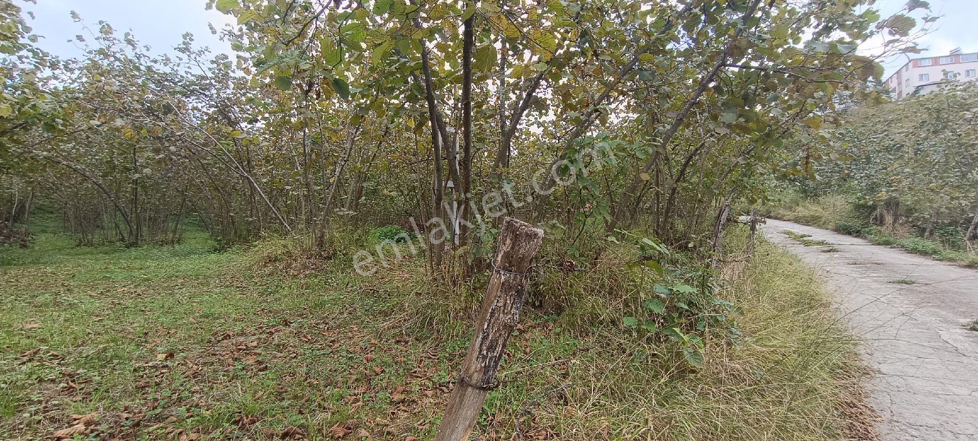Trabzon,ortahisar,karakaya'da Satılık Tek Tapu 3 Dönüm Arazi(açıklamayı Okuyunuz) - Görsel 8