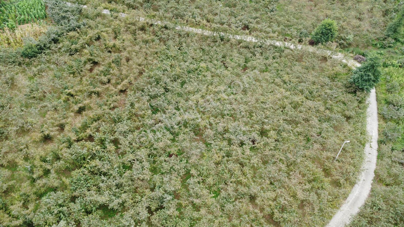 Trabzon,ortahisar,karakaya'da Satılık Tek Tapu 3 Dönüm Arazi(açıklamayı Okuyunuz) - Görsel 9