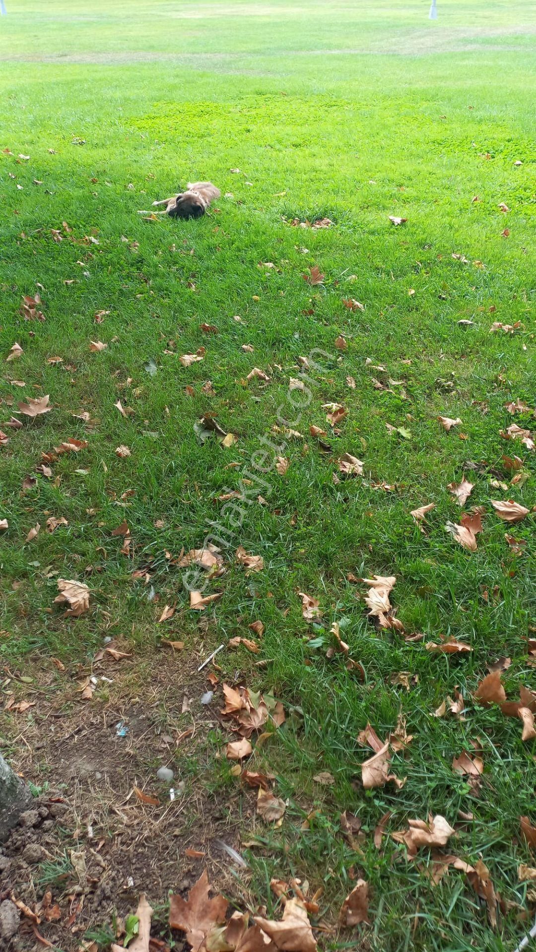 Kandıra Mülküşahsıvarda 1,600m Satılık Düşeş Kazandıracak Arsa No:375