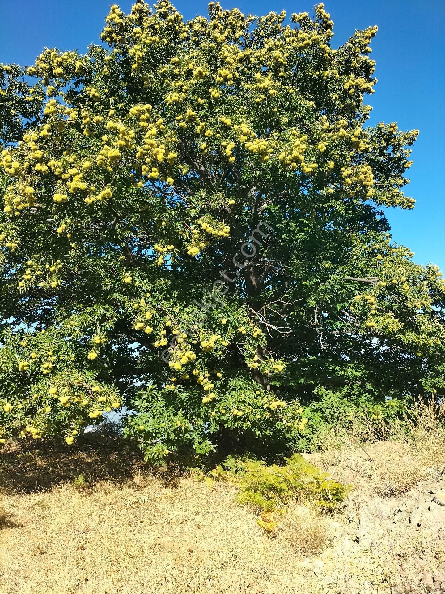 Karacasu Esençay Su Kaynaklarının Olduğu Bölge 60 Dönüm Tarla
