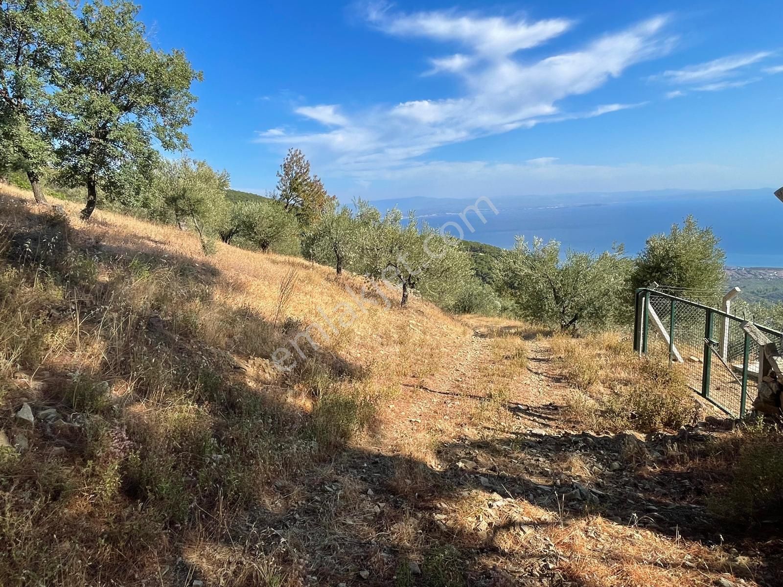 Doyran Köyü’nde Panoramik Deniz Manzaralı Satılık Zeytinlik - Görsel 9
