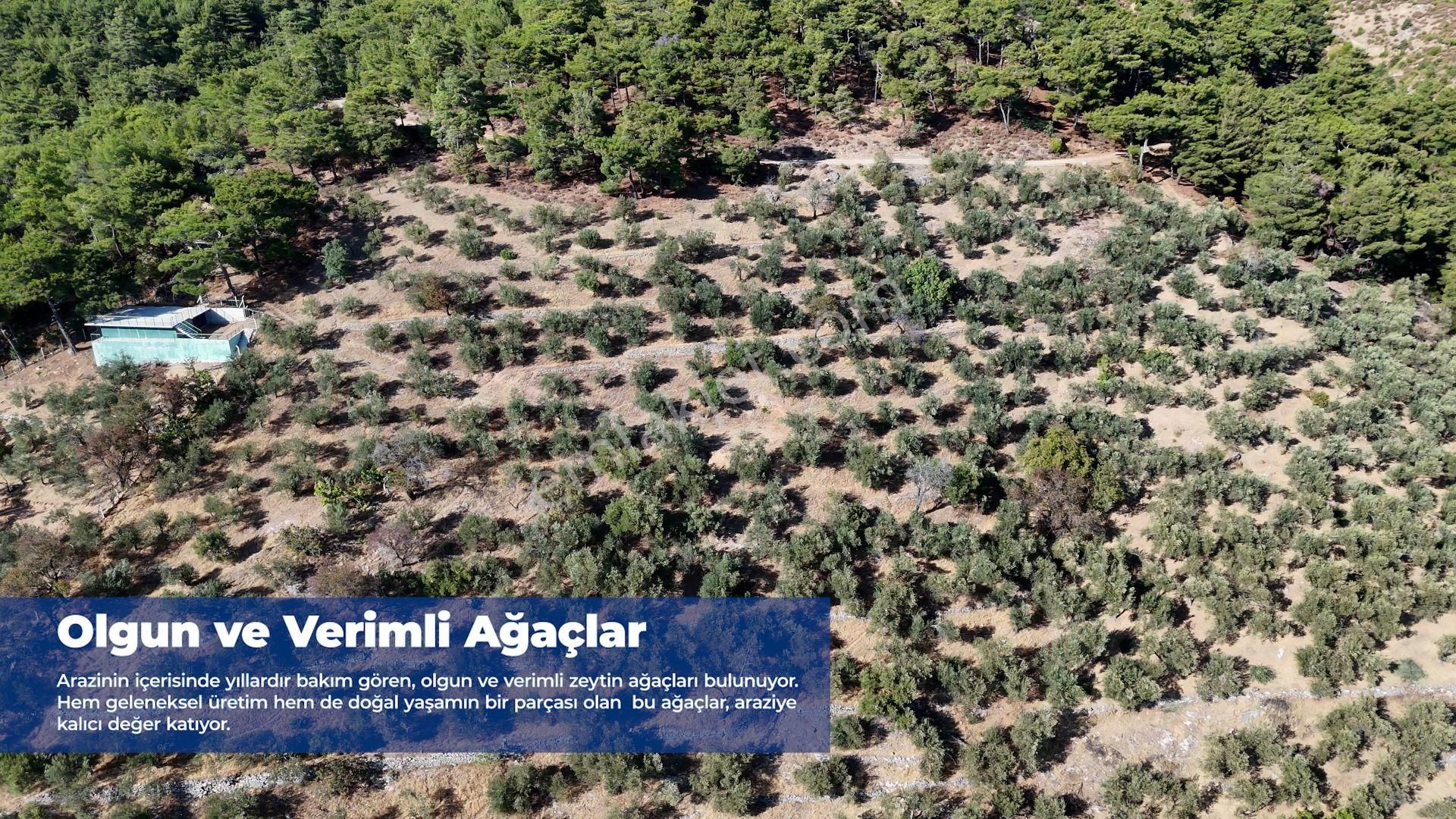 Doyran Köyü’nde Panoramik Deniz Manzaralı Satılık Zeytinlik - Görsel 5