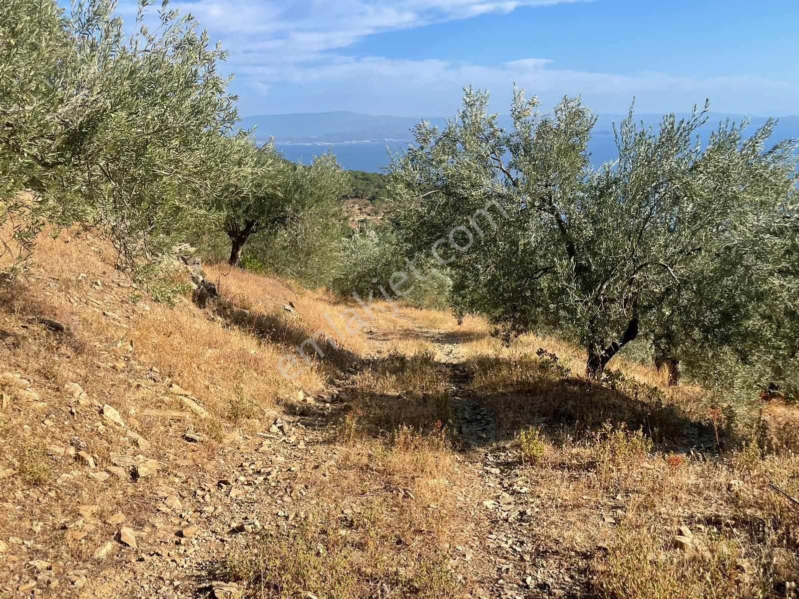 Doyran Köyü’nde Panoramik Deniz Manzaralı Satılık Zeytinlik - Görsel 10
