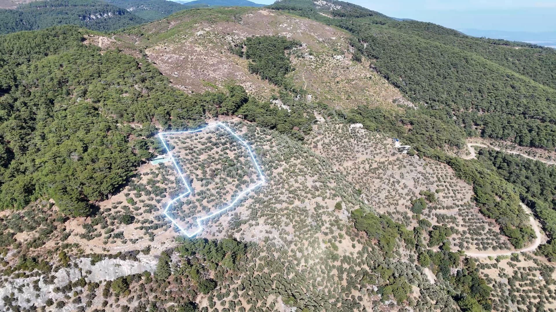 Doyran Köyü’nde Panoramik Deniz Manzaralı Satılık Zeytinlik - Görsel 3