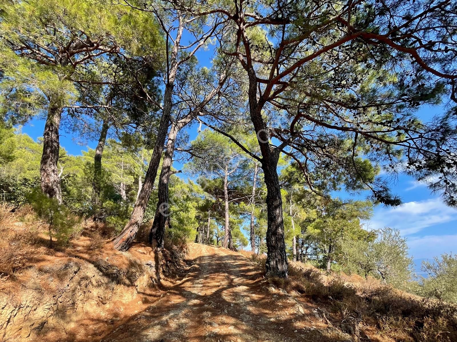 Doyran Köyü’nde Panoramik Deniz Manzaralı Satılık Zeytinlik - Görsel 16