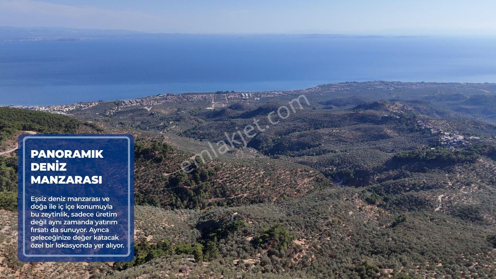 Doyran Köyü’nde Panoramik Deniz Manzaralı Satılık Zeytinlik - Görsel 8