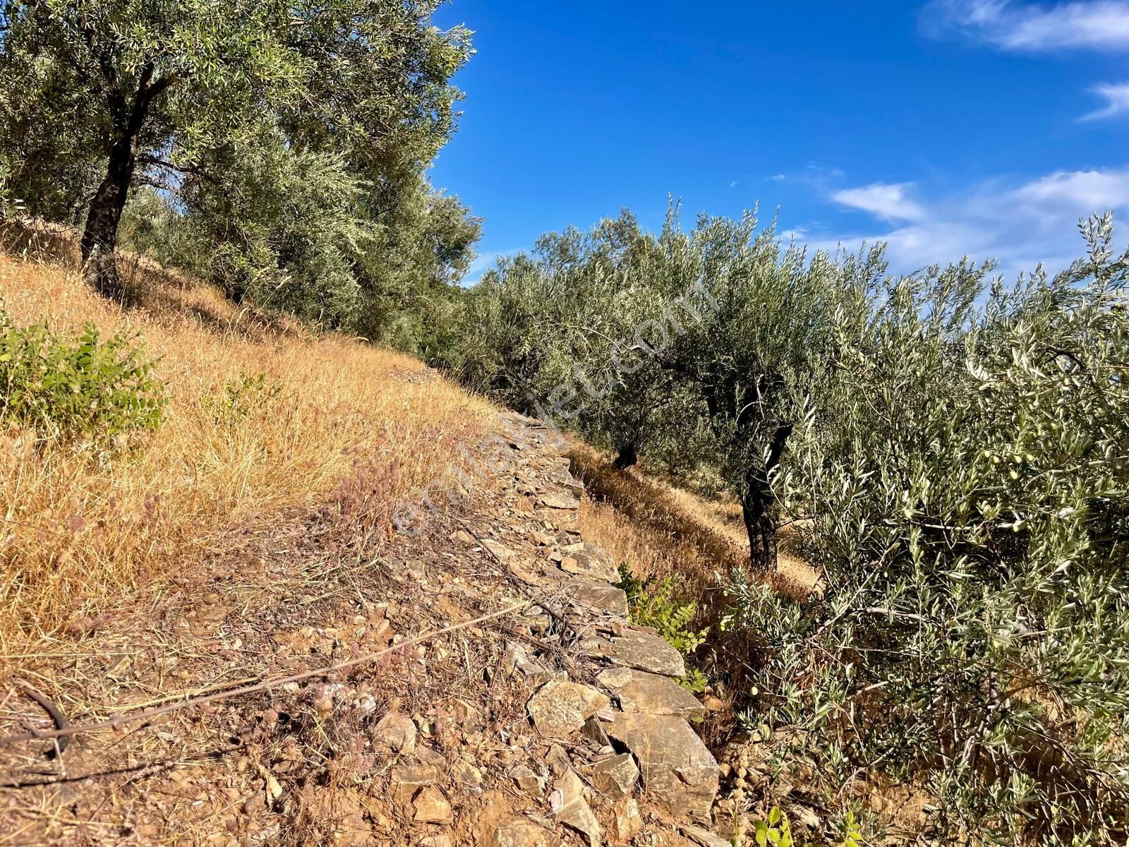Doyran Köyü’nde Panoramik Deniz Manzaralı Satılık Zeytinlik - Görsel 12