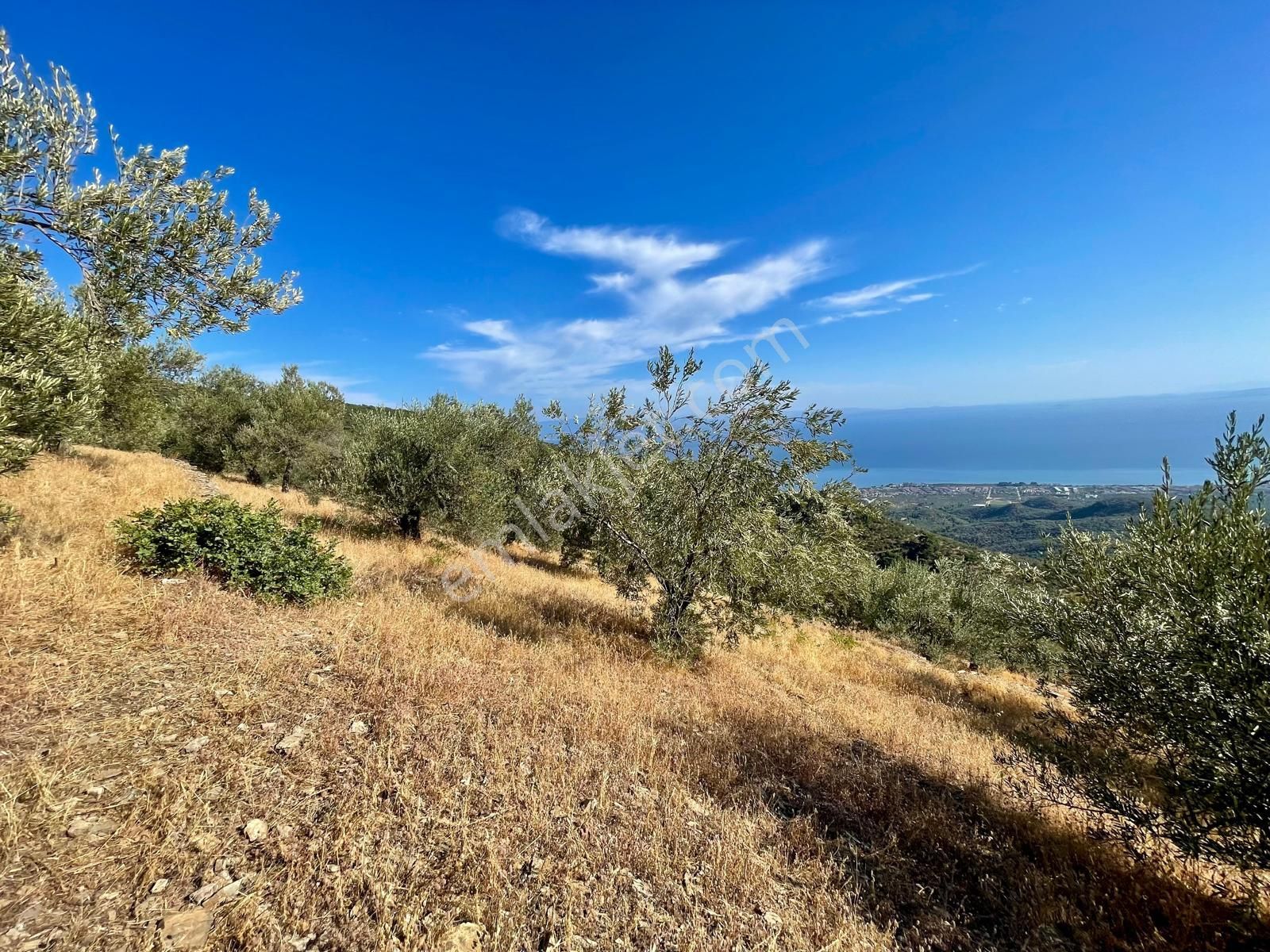 Doyran Köyü’nde Panoramik Deniz Manzaralı Satılık Zeytinlik - Görsel 14