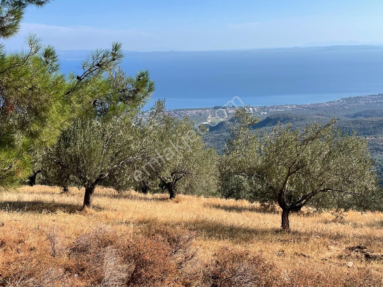 Doyran Köyü’nde Panoramik Deniz Manzaralı Satılık Zeytinlik - Görsel 13