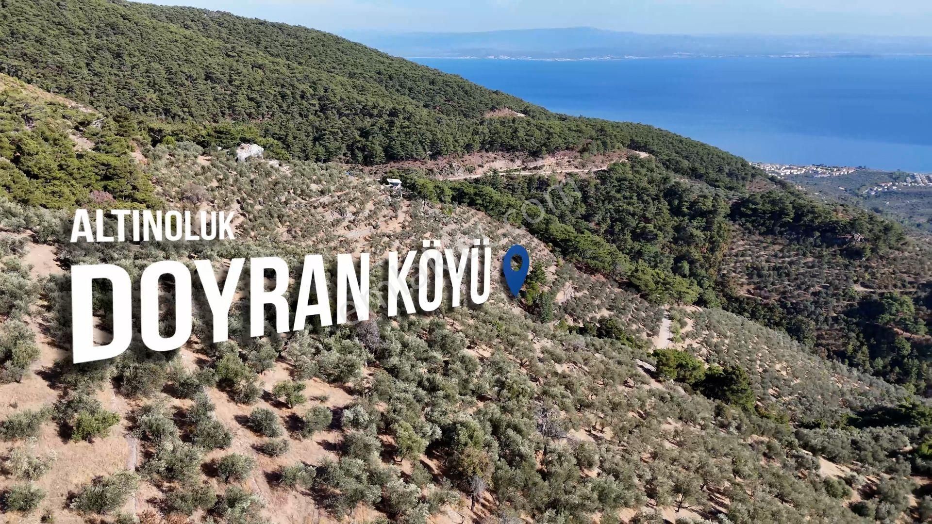 Doyran Köyü’nde Panoramik Deniz Manzaralı Satılık Zeytinlik
