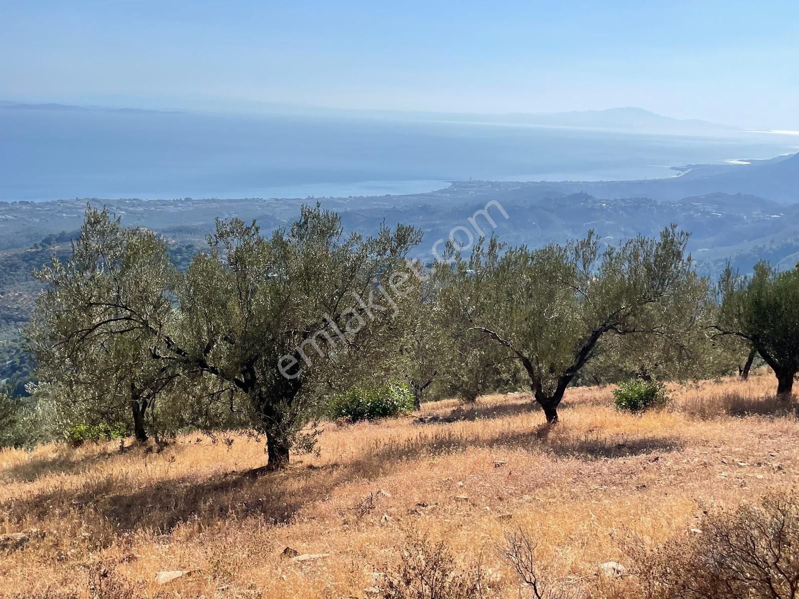 Doyran Köyü’nde Panoramik Deniz Manzaralı Satılık Zeytinlik - Görsel 11