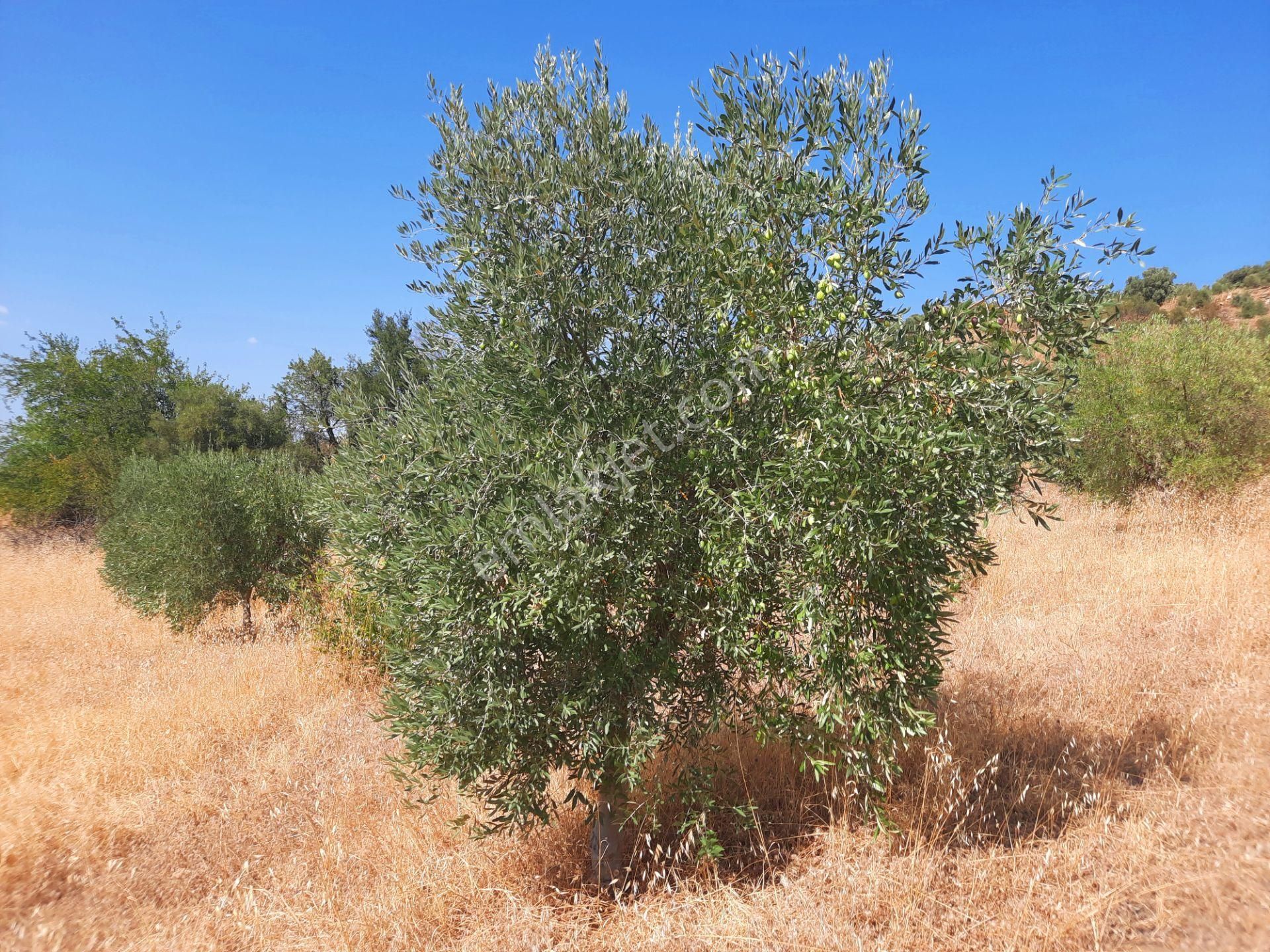 Uzunçamda Ulaşımı Kolay Zeytinlik.. - Görsel 5