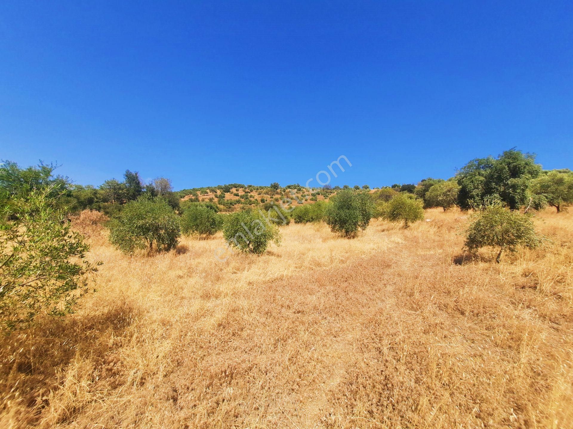 Uzunçamda Ulaşımı Kolay Zeytinlik.. - Görsel 3