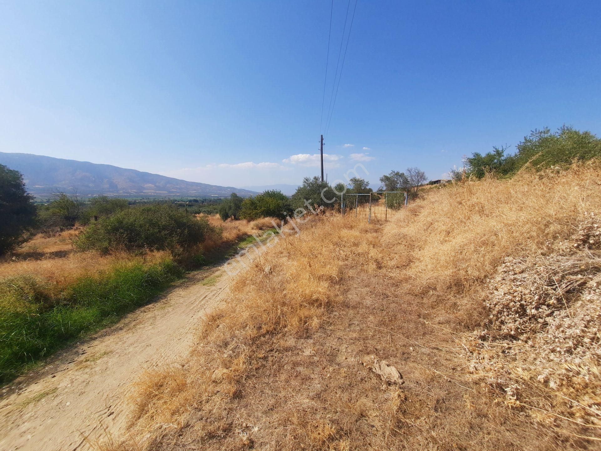 Uzunçamda Ulaşımı Kolay Zeytinlik..