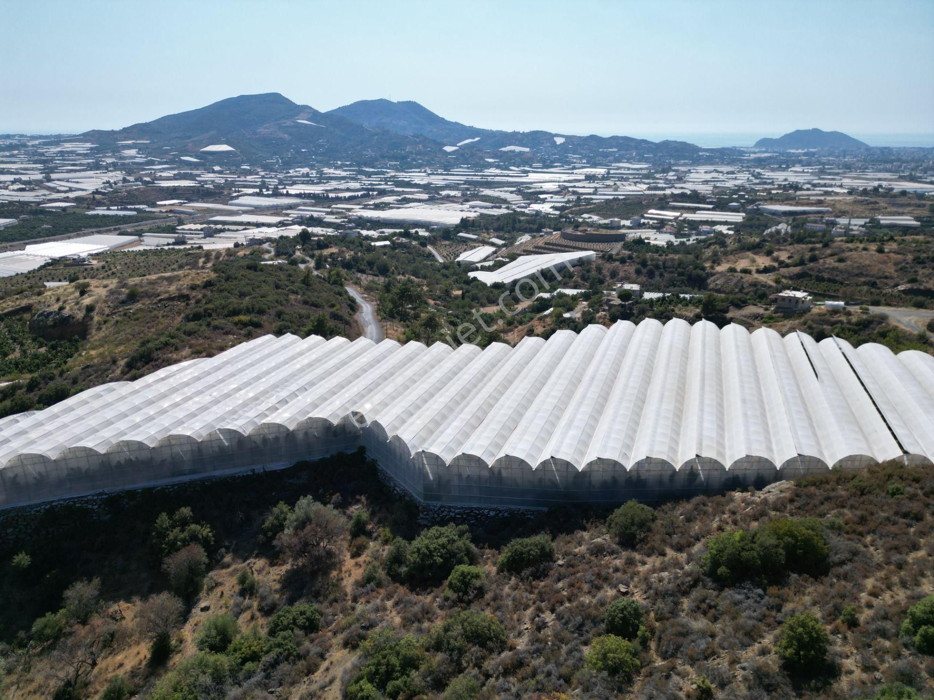Alanya Gazipaşa’da Köy Yoluna Sıfır Konumda Satılık 9 Dönüm Kapalı Muz Serası - Görsel 5