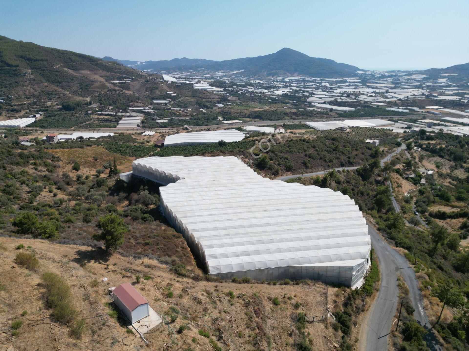 Alanya Gazipaşa’da Köy Yoluna Sıfır Konumda Satılık 9 Dönüm Kapalı Muz Serası - Görsel 3