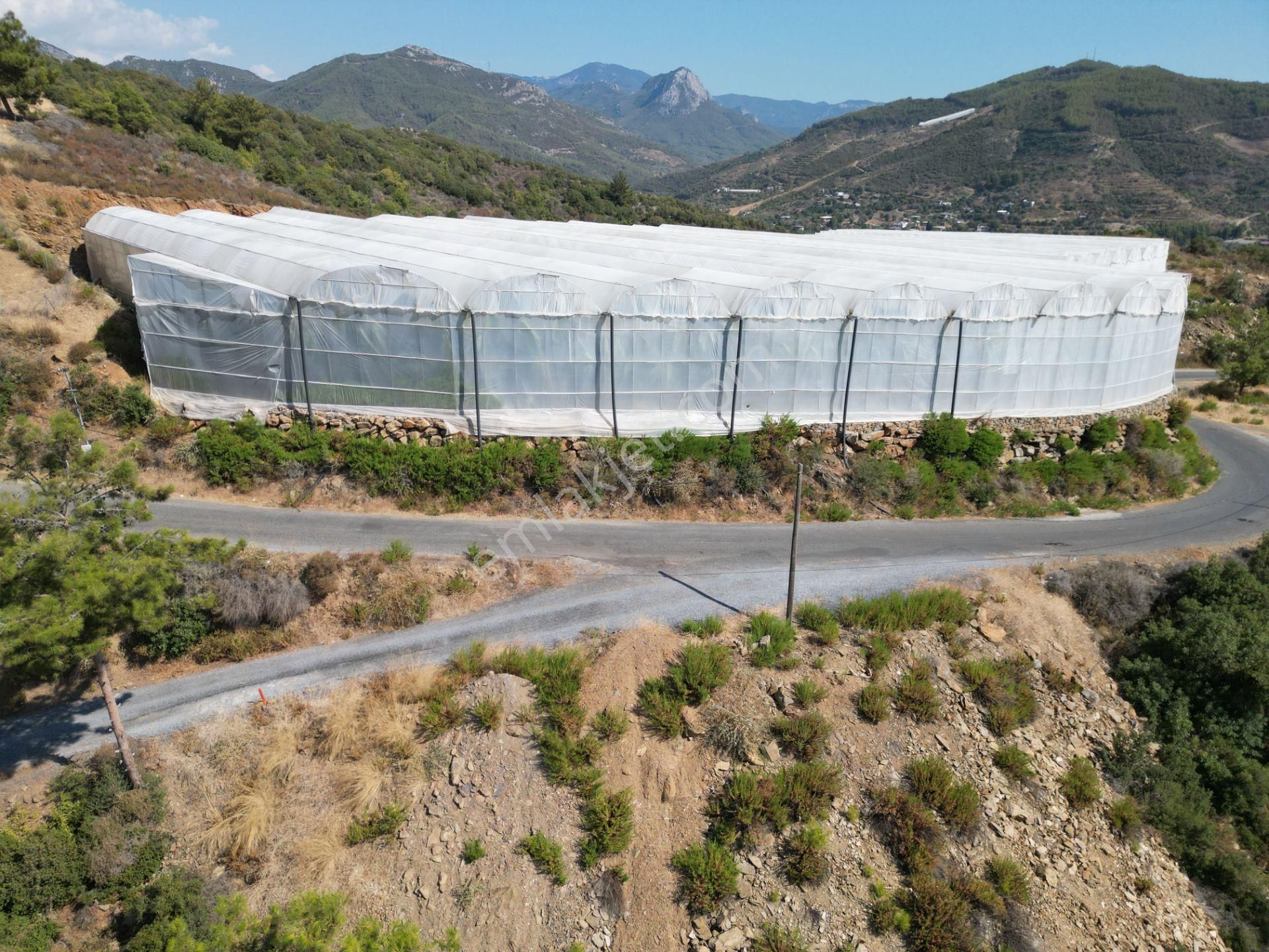 Alanya Gazipaşa’da Köy Yoluna Sıfır Konumda Satılık 9 Dönüm Kapalı Muz Serası - Görsel 8