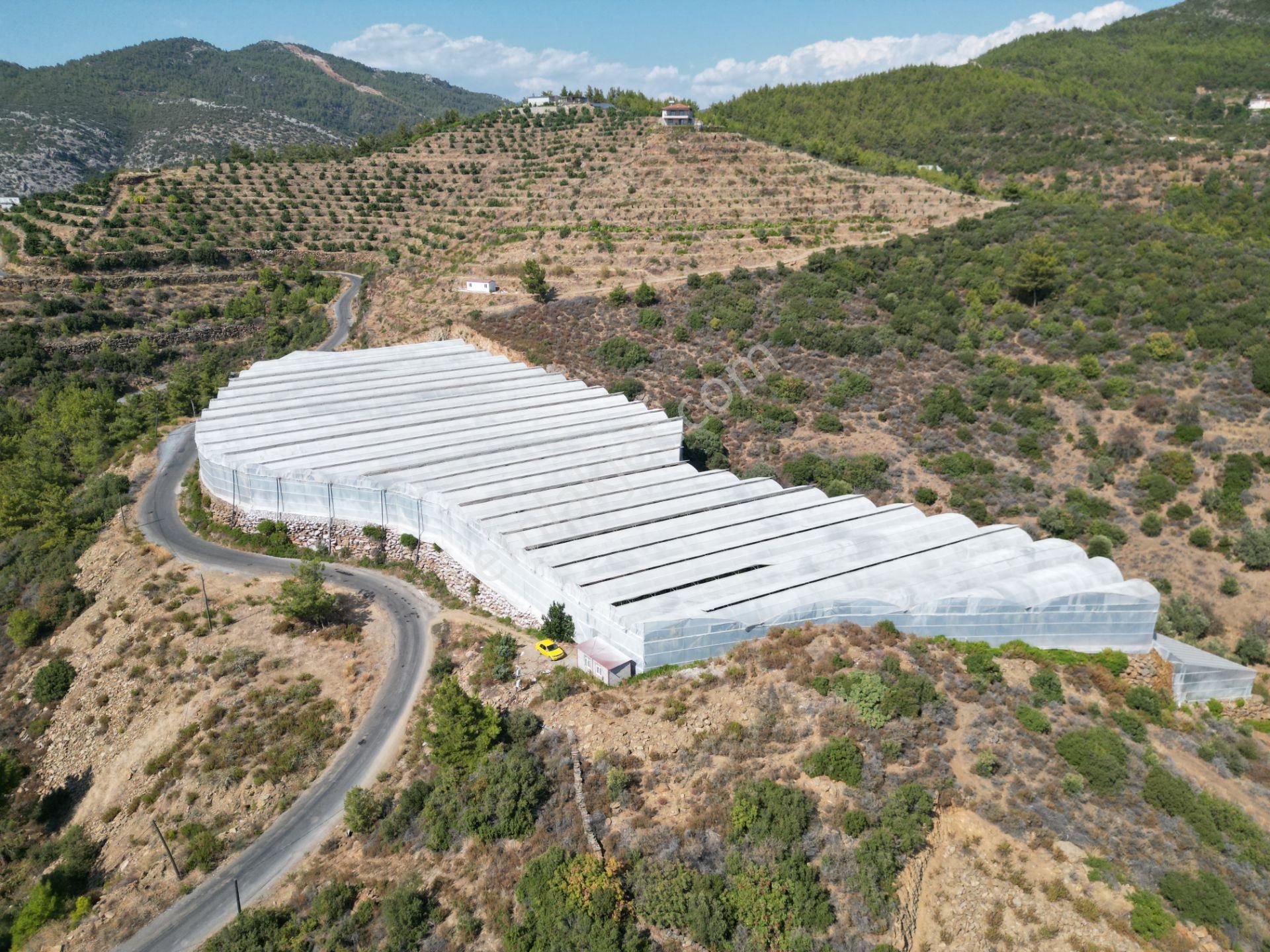 Alanya Gazipaşa’da Köy Yoluna Sıfır Konumda Satılık 9 Dönüm Kapalı Muz Serası - Görsel 12