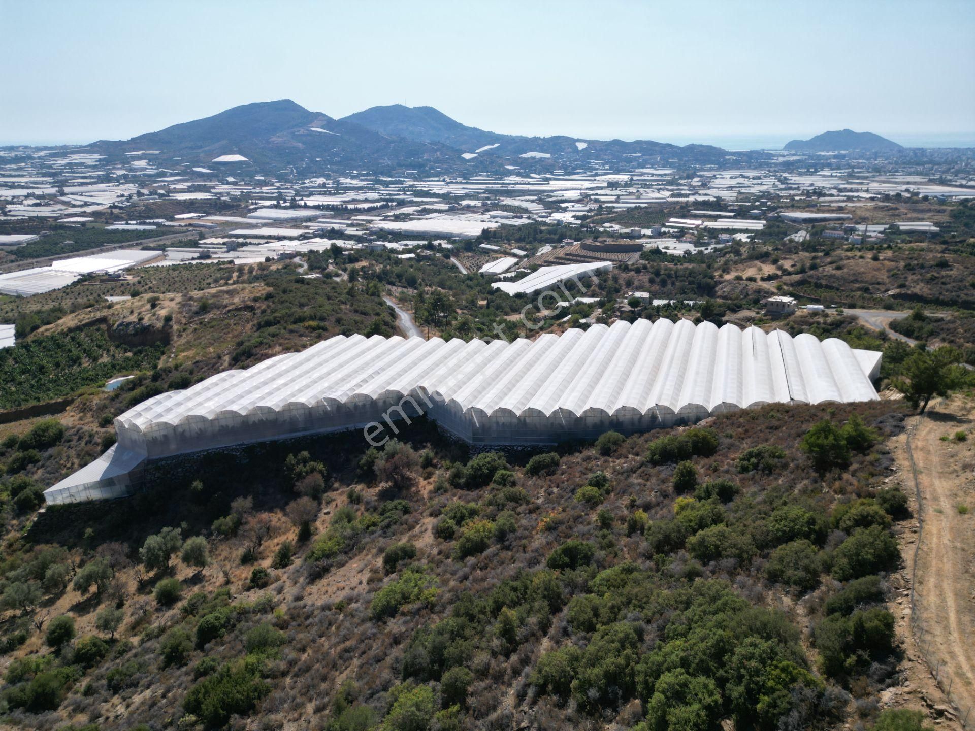 Alanya Gazipaşa’da Köy Yoluna Sıfır Konumda Satılık 9 Dönüm Kapalı Muz Serası - Görsel 4