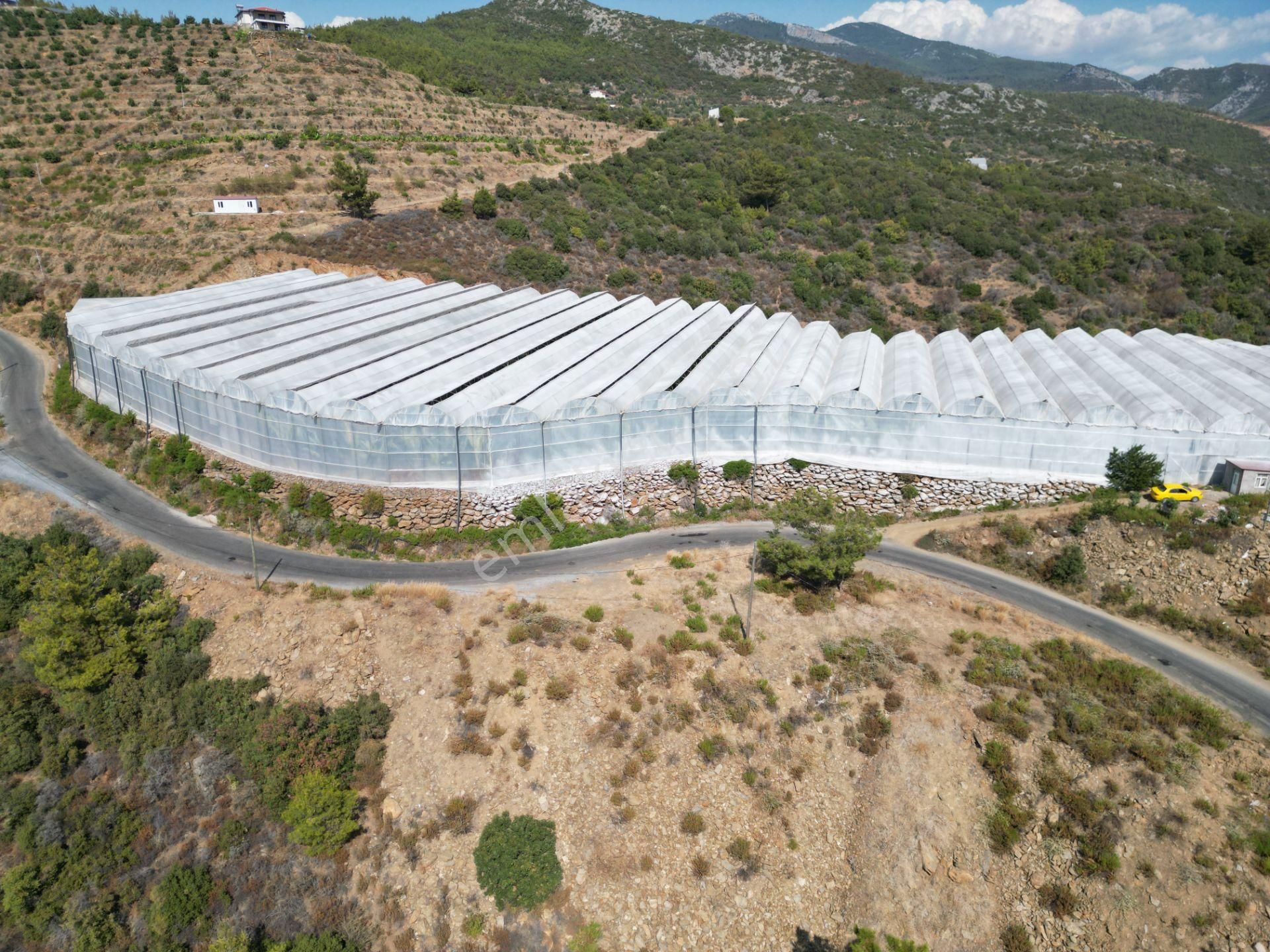 Alanya Gazipaşa’da Köy Yoluna Sıfır Konumda Satılık 9 Dönüm Kapalı Muz Serası - Görsel 6