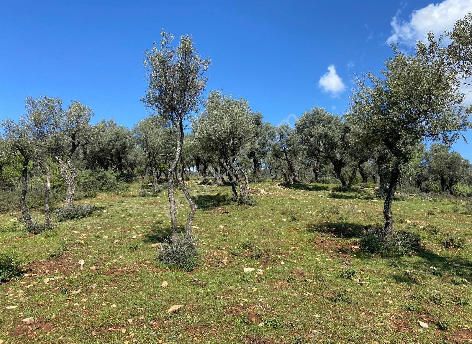 Bayındır Çeniklerde Uygun Fiyata Müstakil Tapu Satılık Zeytinlik