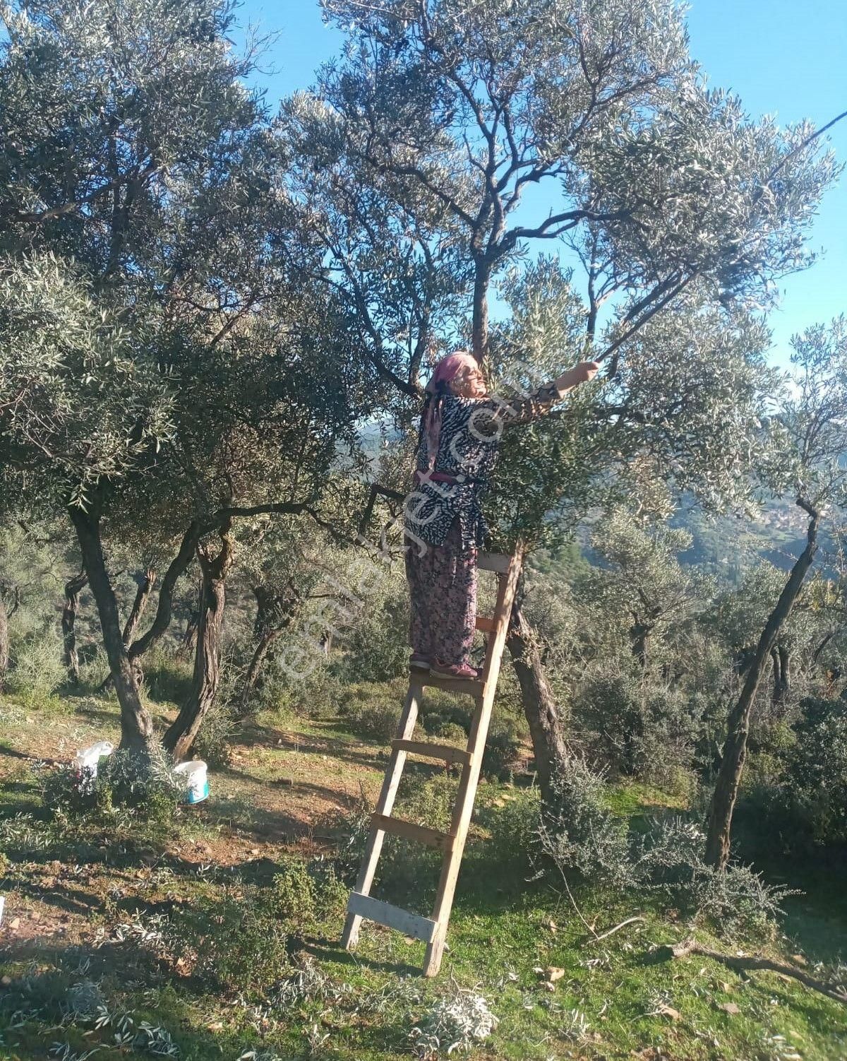 Bayındır Çeniklerde Uygun Fiyata Müstakil Tapu Satılık Zeytinlik - Görsel 14