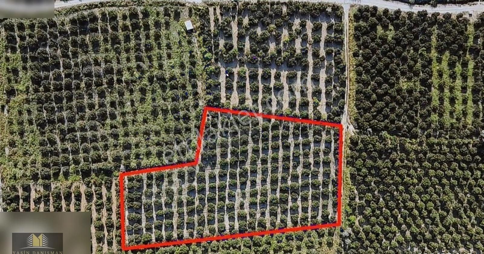 Finike Turunçovada 6.786 M2 Müstakil Parsel Portakal Bahçesi - Görsel 5