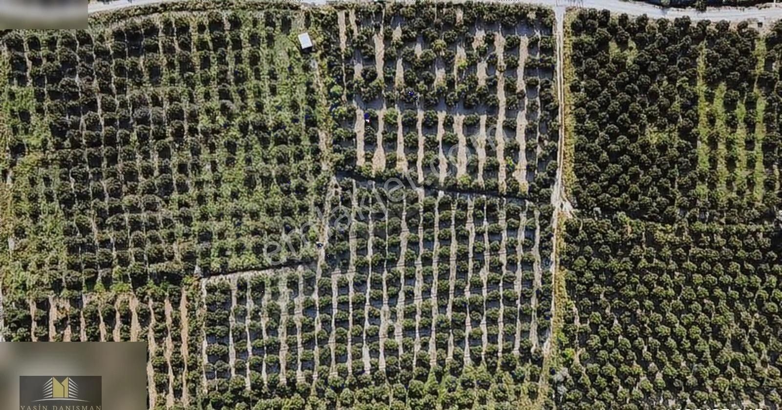 Finike Turunçovada 6.786 M2 Müstakil Parsel Portakal Bahçesi - Görsel 3