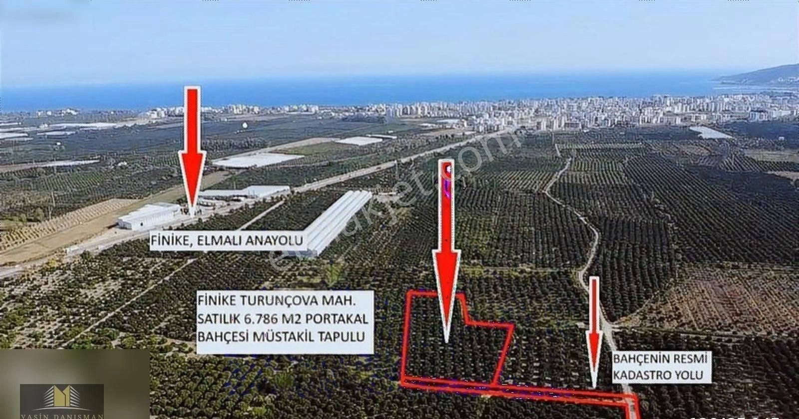 Finike Turunçovada 6.786 M2 Müstakil Parsel Portakal Bahçesi - Görsel 4