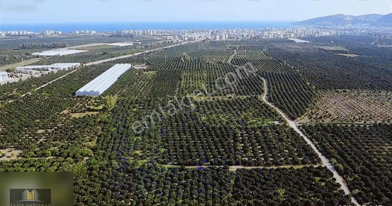 Finike Turunçovada 6.786 M2 Müstakil Parsel Portakal Bahçesi - Görsel 7