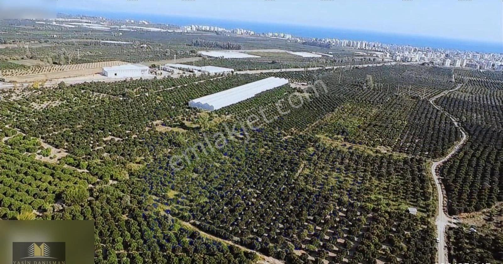 Finike Turunçovada 6.786 M2 Müstakil Parsel Portakal Bahçesi - Görsel 6