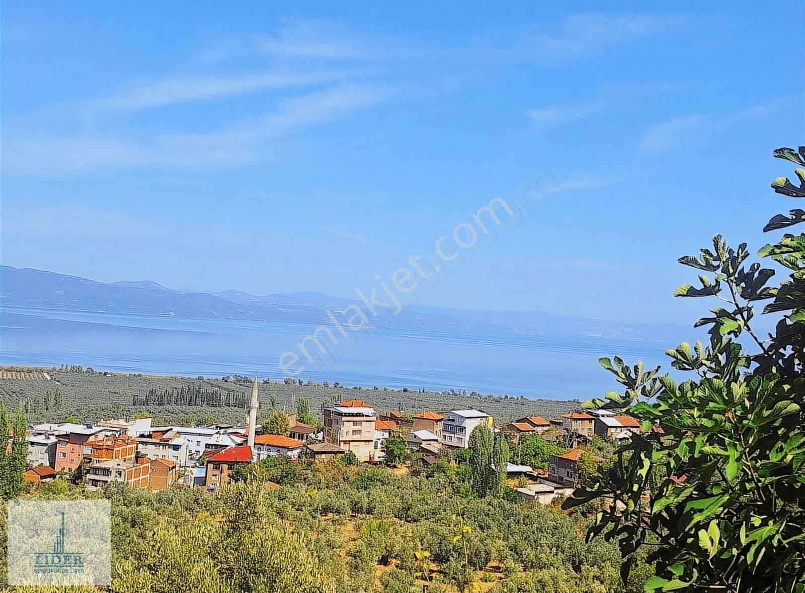 Bursa Orhangazi Heceler Mah. 3161 M2 Göl Manzaralı Zeytinlik - Görsel 3