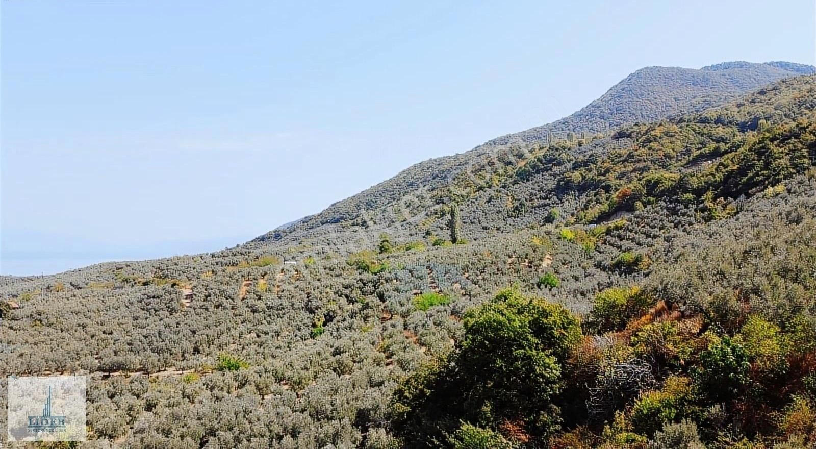 Bursa Orhangazi Heceler Mah. 3161 M2 Göl Manzaralı Zeytinlik - Görsel 15