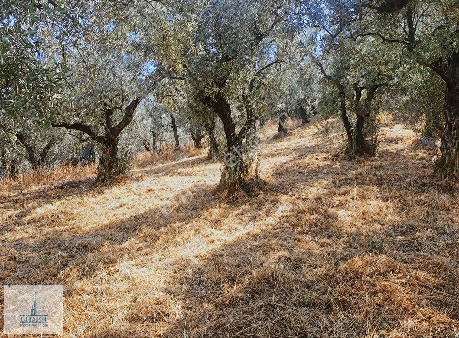 Bursa Orhangazi Heceler Mah. 3161 M2 Göl Manzaralı Zeytinlik - Görsel 16