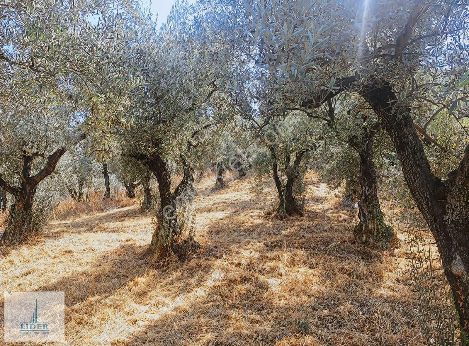 Bursa Orhangazi Heceler Mah. 3161 M2 Göl Manzaralı Zeytinlik - Görsel 17