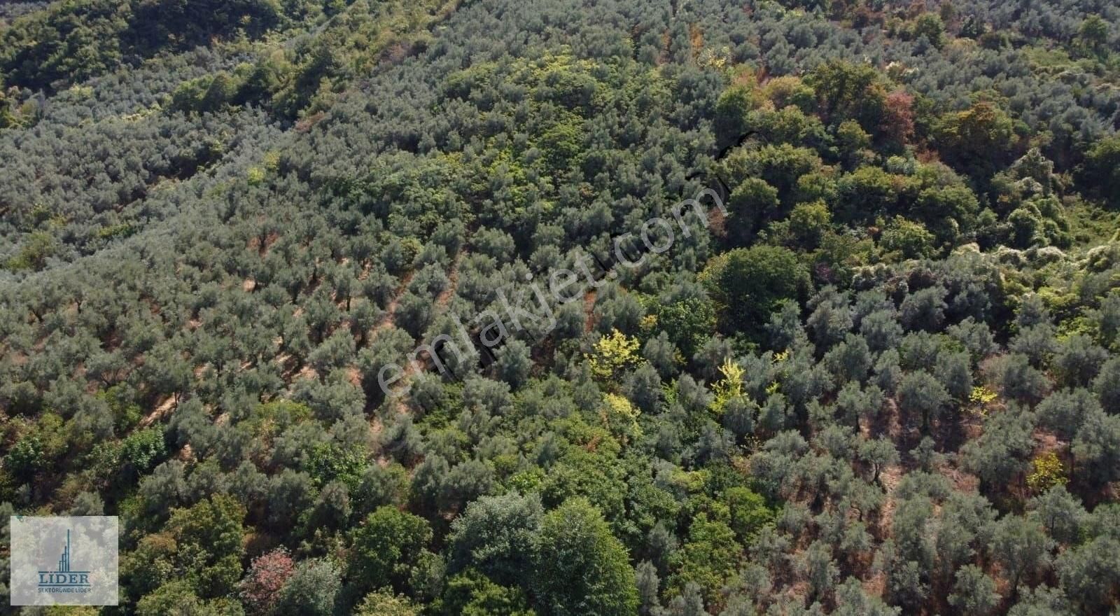 Bursa Orhangazi Heceler Mah. 3161 M2 Göl Manzaralı Zeytinlik - Görsel 7