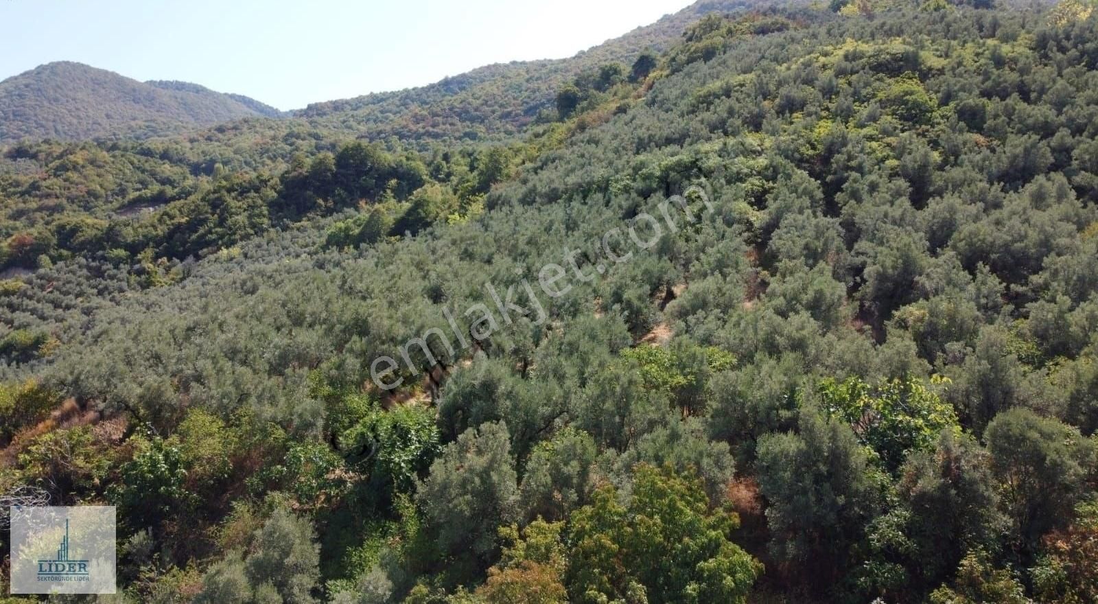 Bursa Orhangazi Heceler Mah. 3161 M2 Göl Manzaralı Zeytinlik - Görsel 8