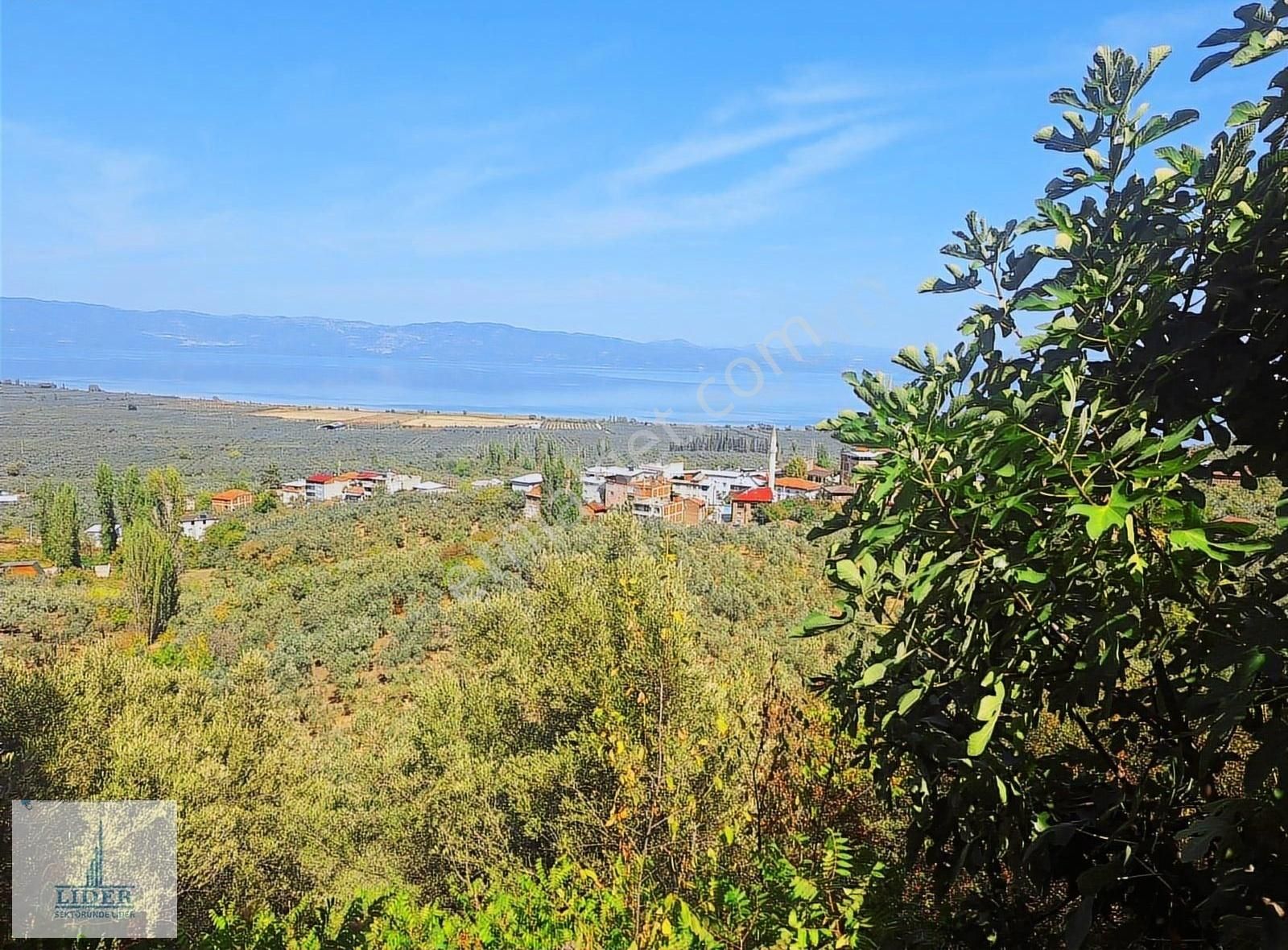 Bursa Orhangazi Heceler Mah. 3161 M2 Göl Manzaralı Zeytinlik - Görsel 14