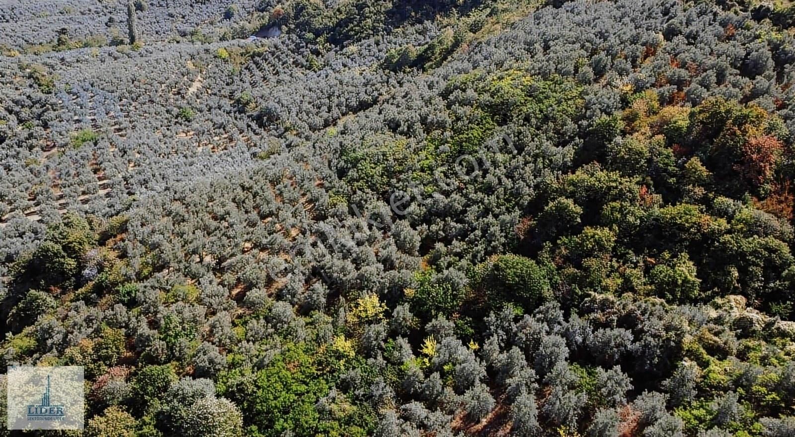 Bursa Orhangazi Heceler Mah. 3161 M2 Göl Manzaralı Zeytinlik - Görsel 6