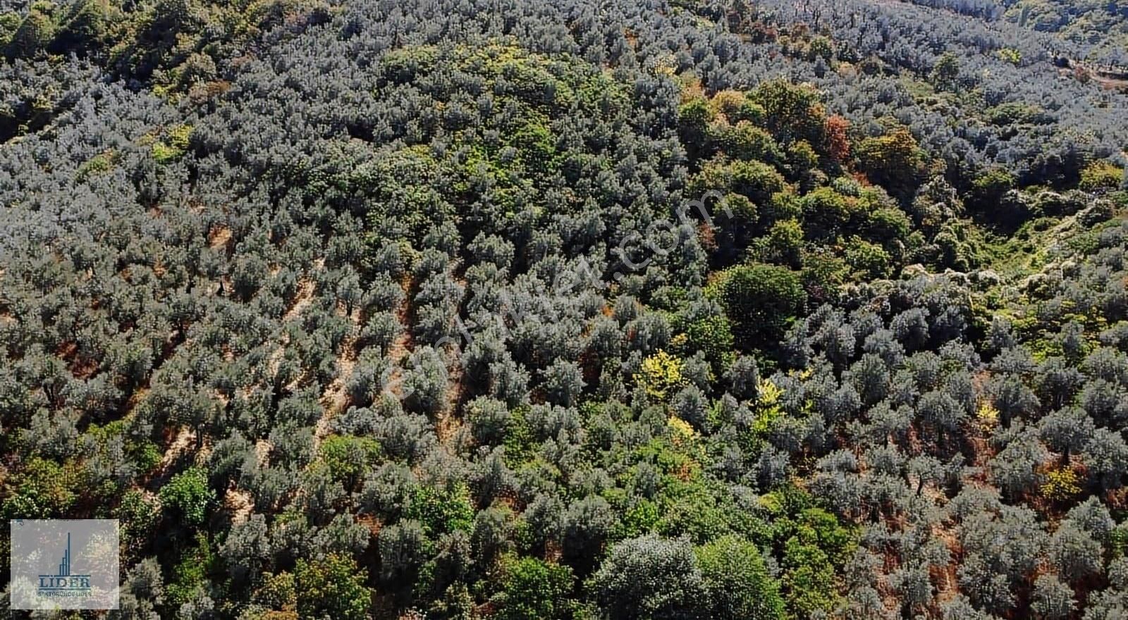 Bursa Orhangazi Heceler Mah. 3161 M2 Göl Manzaralı Zeytinlik - Görsel 12