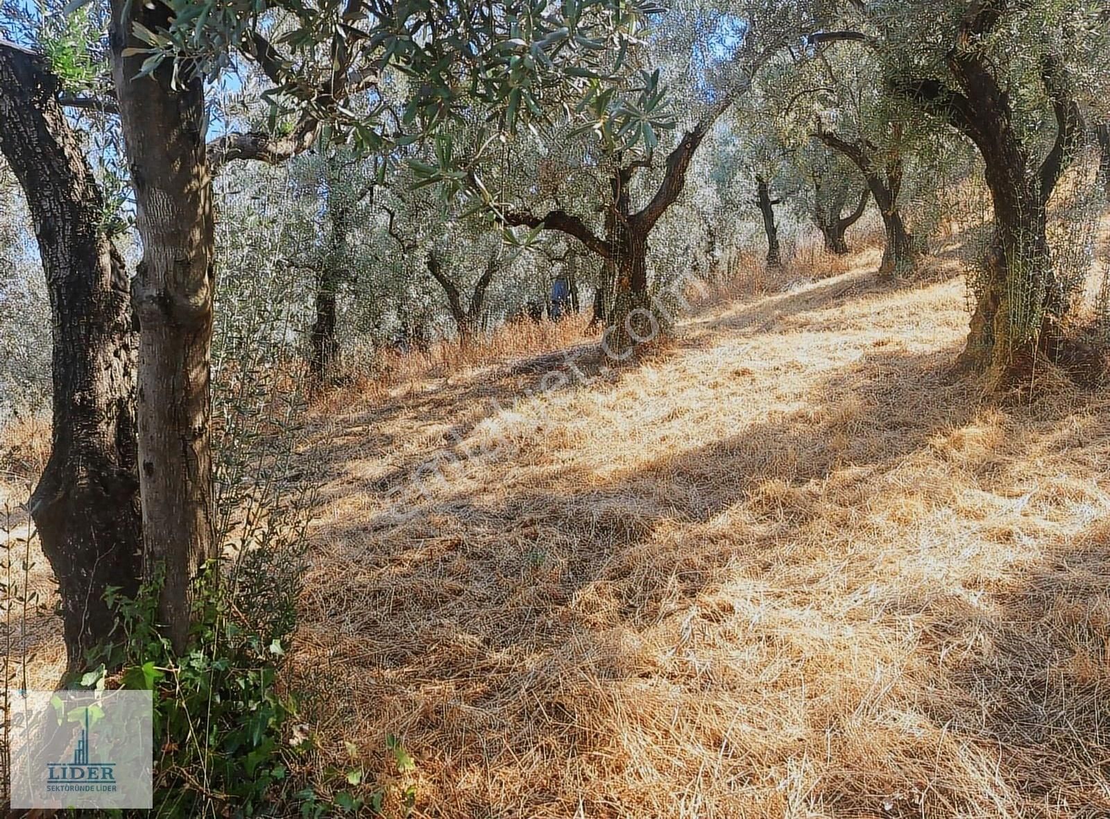 Bursa Orhangazi Heceler Mah. 3161 M2 Göl Manzaralı Zeytinlik - Görsel 4