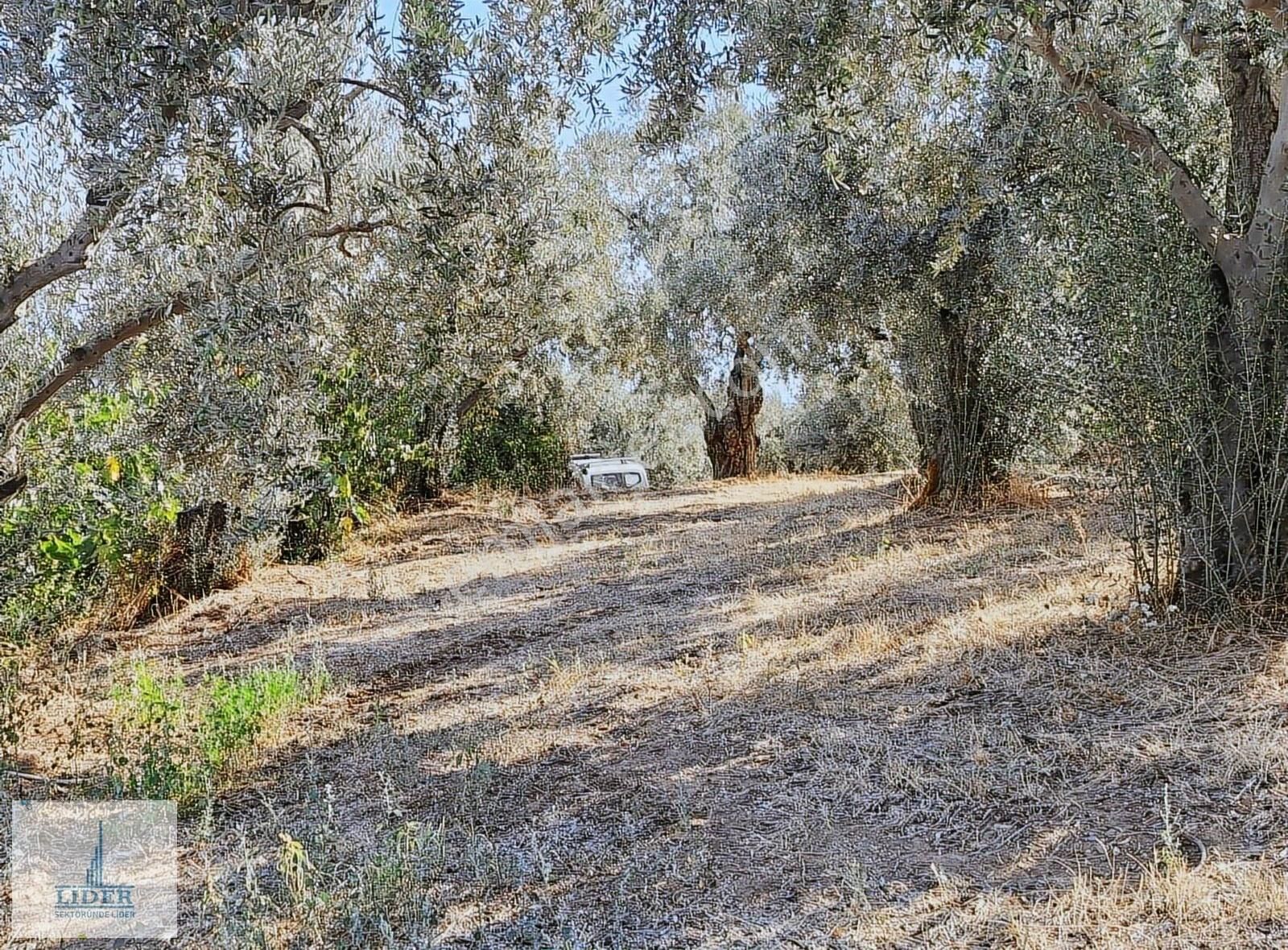 Bursa Orhangazi Heceler Mah. 922 M2 Resmi Yola Cephe Zeytinlik - Görsel 9