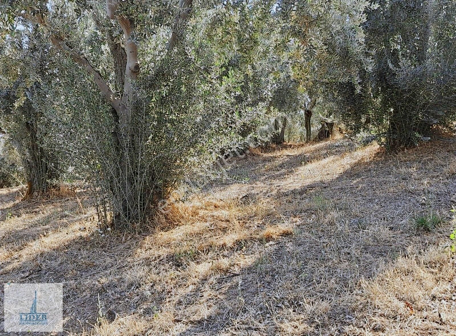 Bursa Orhangazi Heceler Mah. 922 M2 Resmi Yola Cephe Zeytinlik - Görsel 13