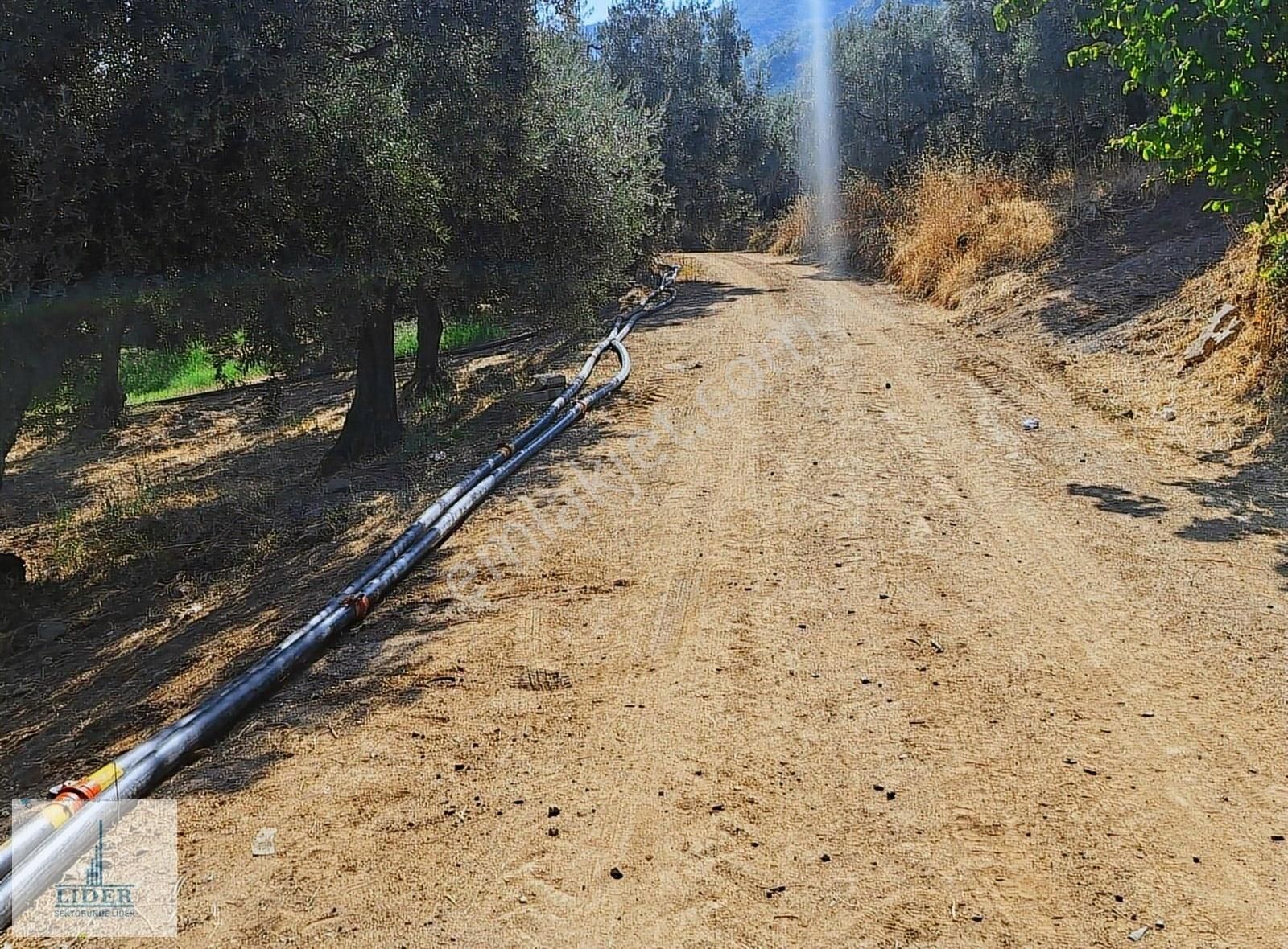 Bursa Orhangazi Heceler Mah. 922 M2 Resmi Yola Cephe Zeytinlik - Görsel 10