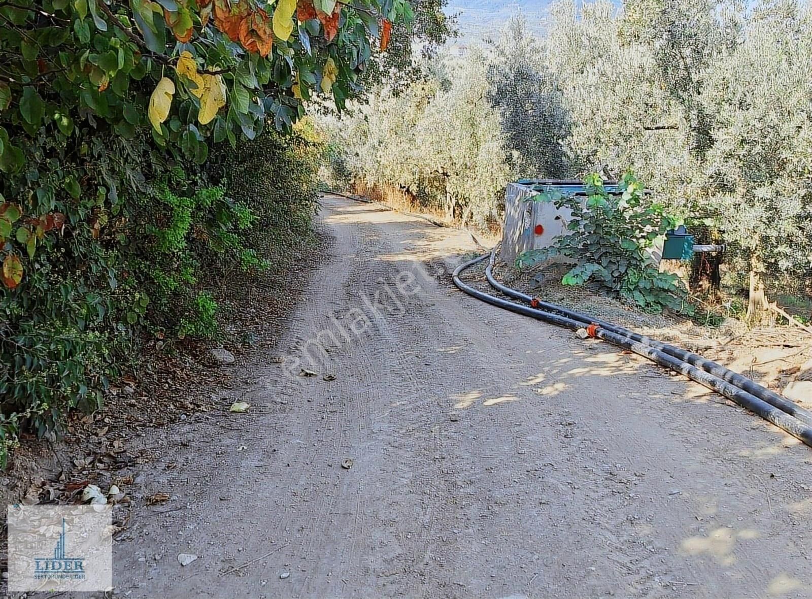 Bursa Orhangazi Heceler Mah. 922 M2 Resmi Yola Cephe Zeytinlik - Görsel 11