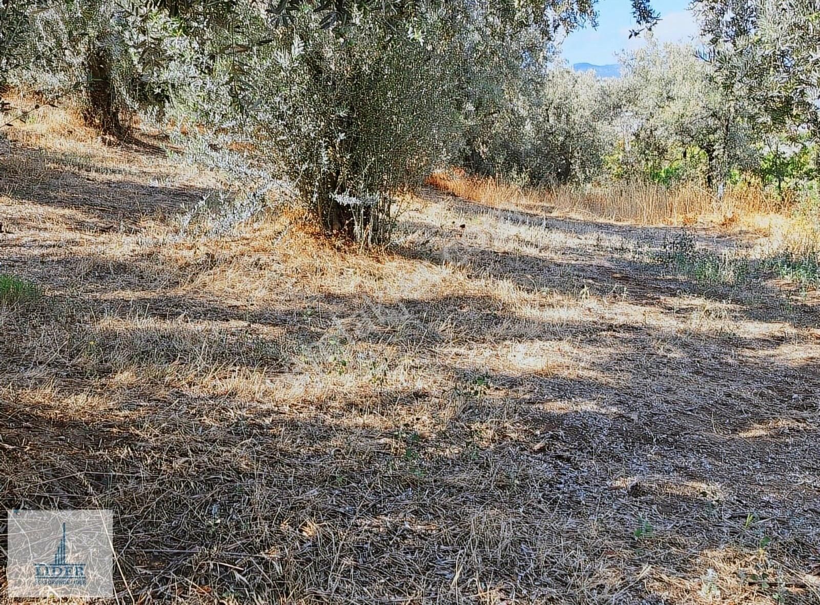 Bursa Orhangazi Heceler Mah. 922 M2 Resmi Yola Cephe Zeytinlik - Görsel 7