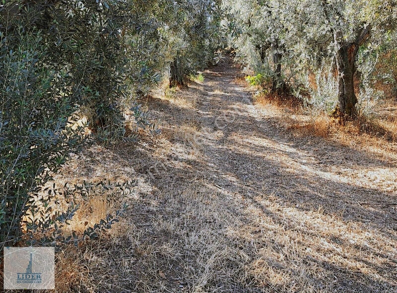 Bursa Orhangazi Heceler Mah. 922 M2 Resmi Yola Cephe Zeytinlik - Görsel 5