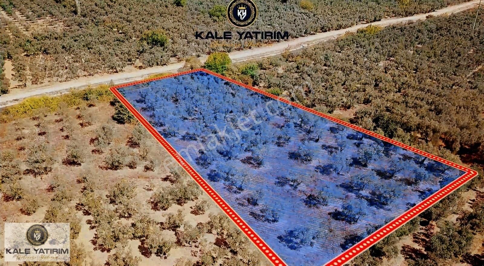 Kale'den Yenigürlede 3.276m² Su Kanalı Ve Yola Cephe Zeytinlik - Görsel 5