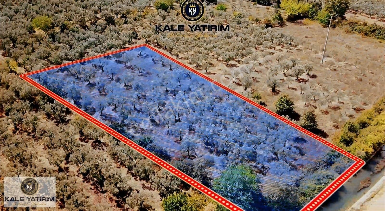 Kale'den Yenigürlede 3.276m² Su Kanalı Ve Yola Cephe Zeytinlik - Görsel 4